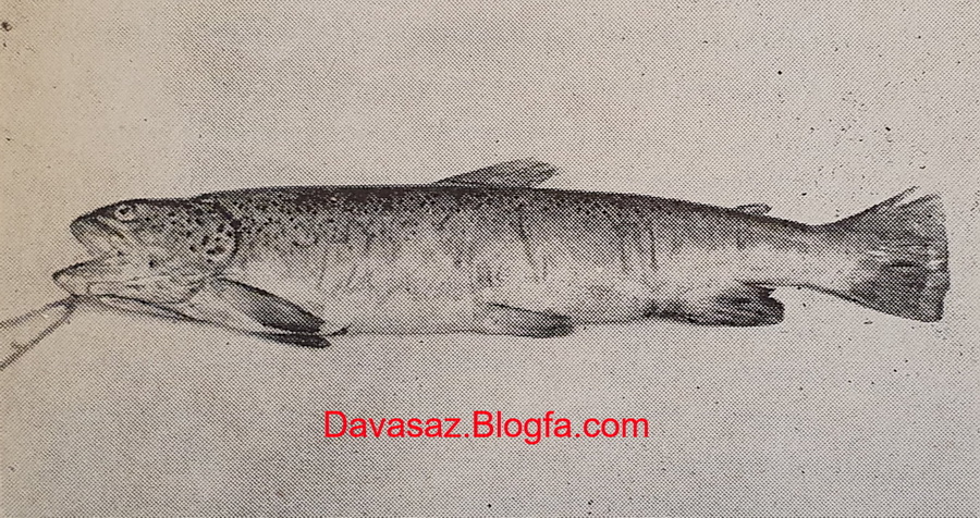 بزرگترین ماهی قزل آلای خال قرمز بومی صید شده در رودخانه لار
