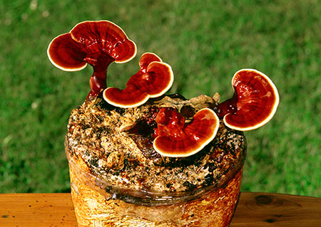 خواص قارچ گانودرما Reishi mushroom