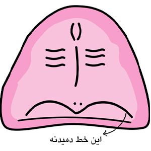 کام نرم ثابت