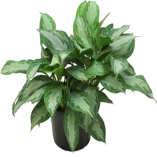 Aglaonema