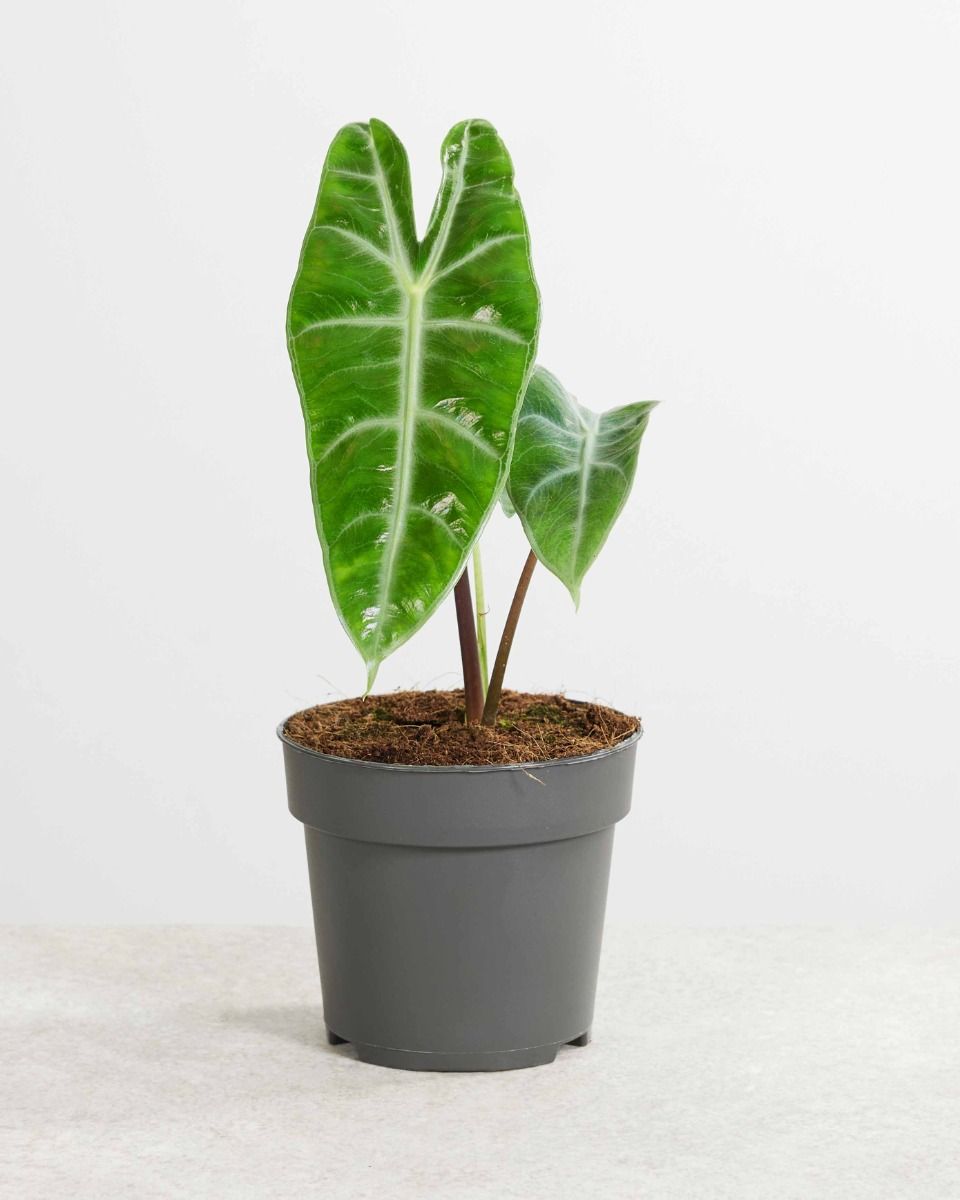 Alocasia