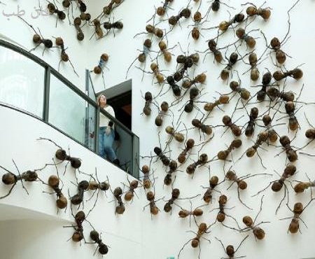 عکس مطلب تصاویری از حمله مورچه‌های غول‌پیکر به موزه آمستردام