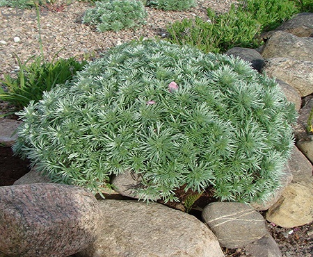 گیاه درمنه Artemisia annua