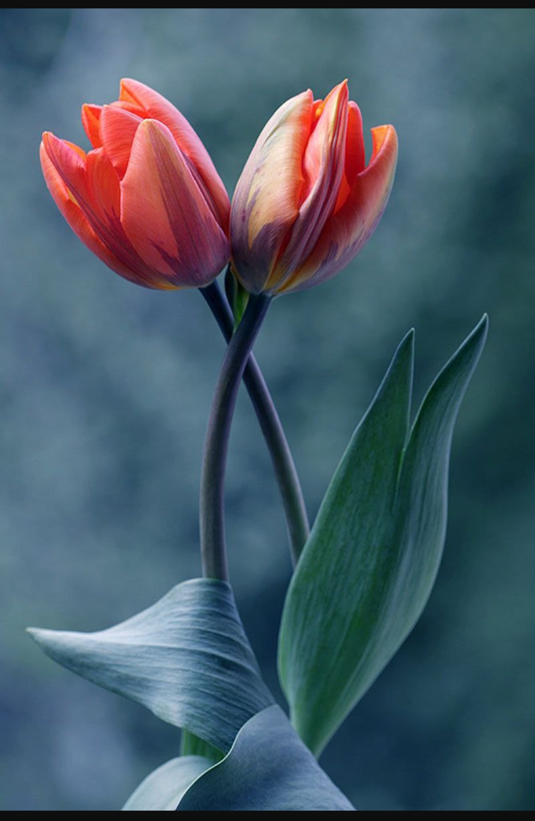 https://s25.picofile.com/file/8455333634/IMG_%DB%B2%DB%B0%DB%B2%DB%B2%DB%B1%DB%B1%DB%B0%DB%B8_%DB%B1%DB%B1%DB%B0%DB%B9%DB%B1%DB%B9.jpg